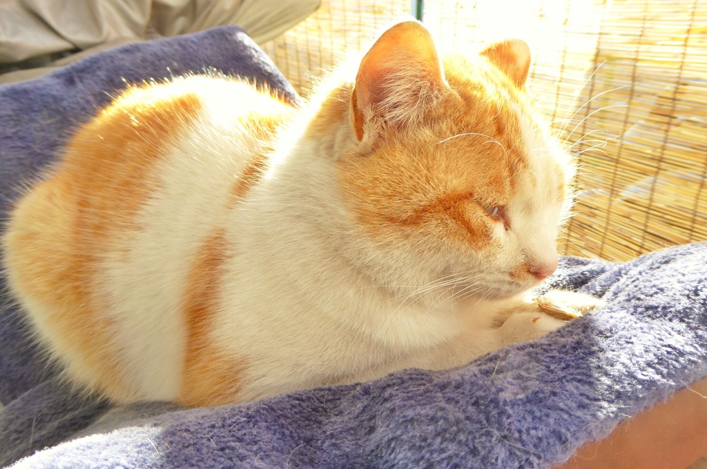 ねこ