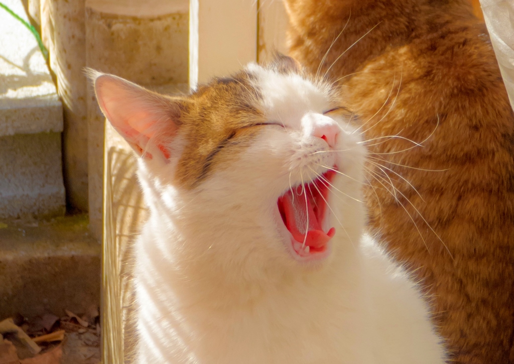 眠気を誘う午後。。。