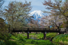 葉桜富士