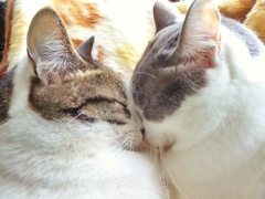 ねこ