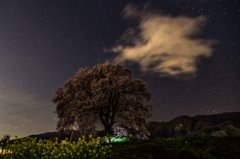 わに塚の桜