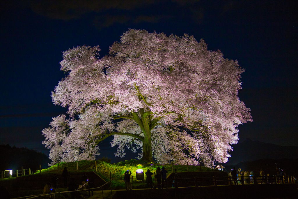 わに塚の桜