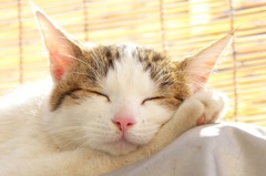 ねこ