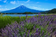 初夏の河口湖