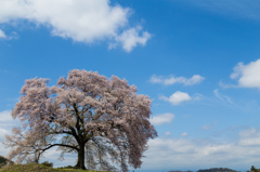 孤高の一本桜