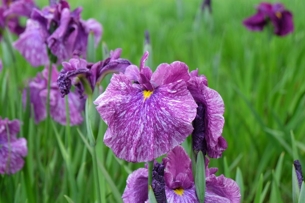 紫の花菖蒲