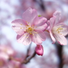 桜の花の咲く頃に
