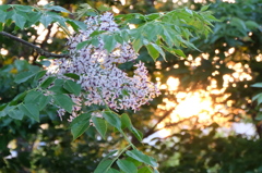 夕暮れのセンダンの花