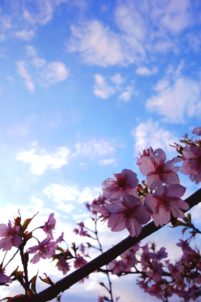頼朝桜