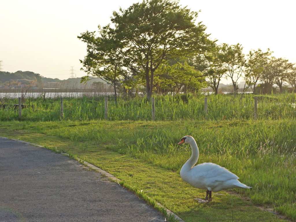 5月の白鳥