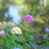 Hydrangea of the waterside