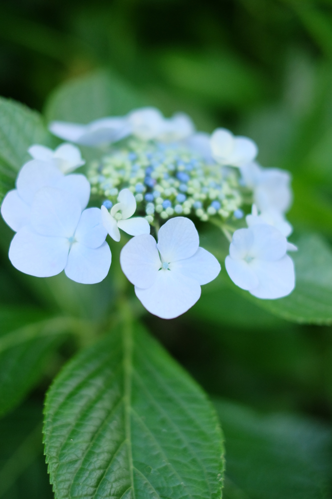 蒼白く