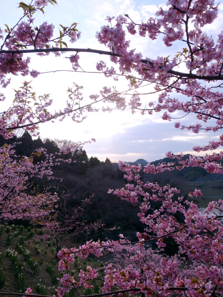 桜幕