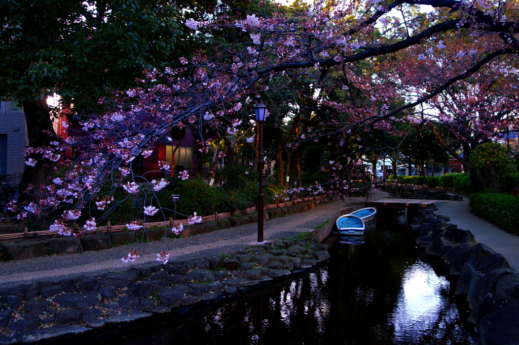 Cherry tree of wonderful ramifications