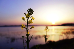 菜の花がみる夢