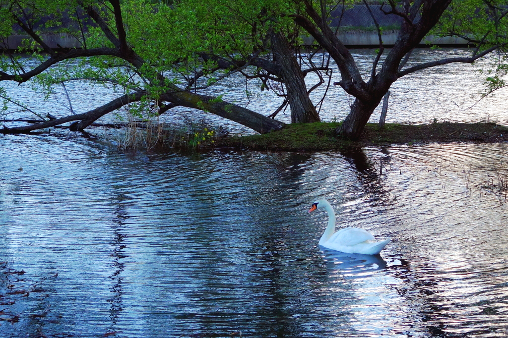 夕暮れと白鳥