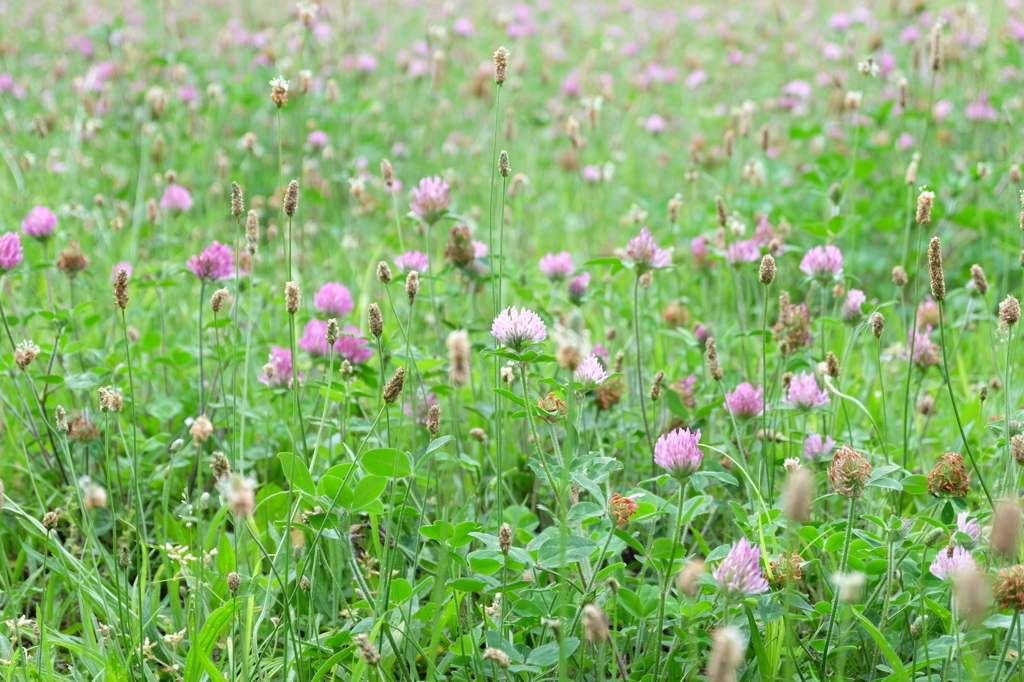 風に揺れるred clover