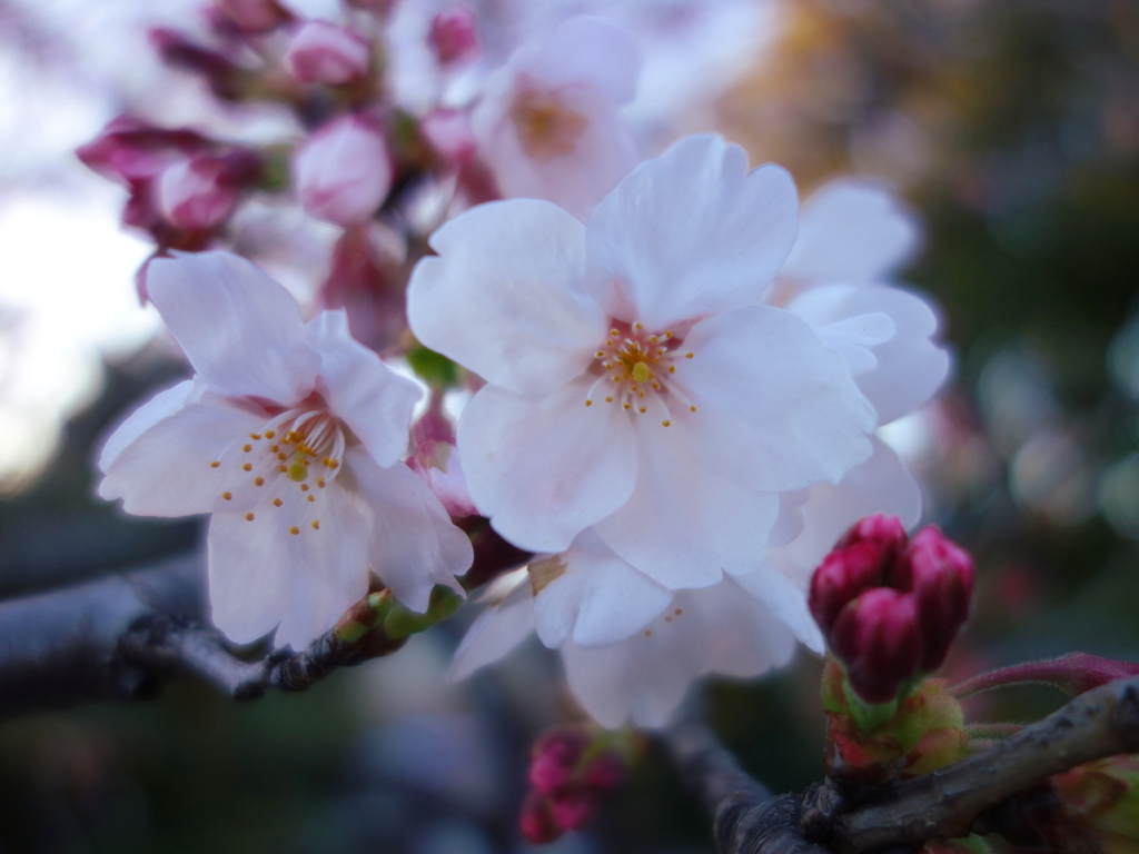 SAKURA