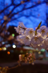 夜桜が騒ぐ