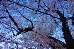 夕桜の樹の下で