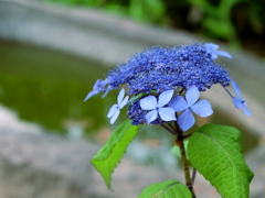 長勝寺の紫陽花