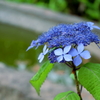 長勝寺の紫陽花