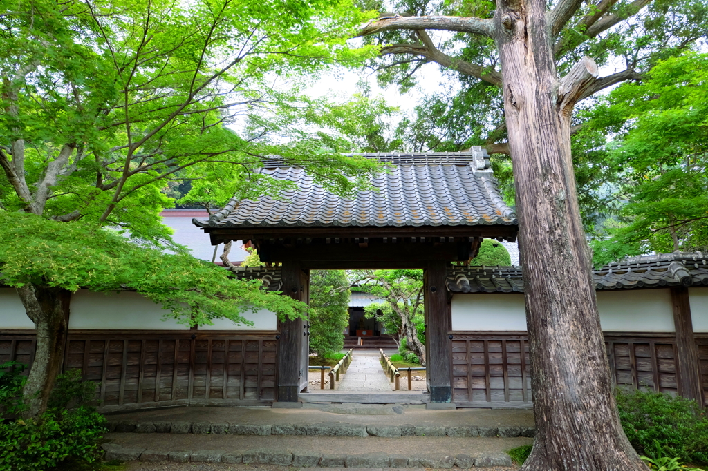 長勝寺の新緑