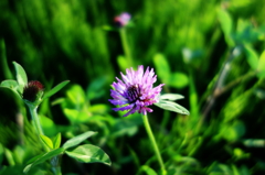 ムラサキツメクサ　red clover