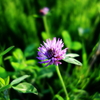 ムラサキツメクサ　red clover