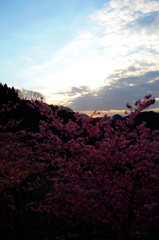 夕焼け桜