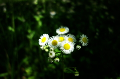 雛菊の花