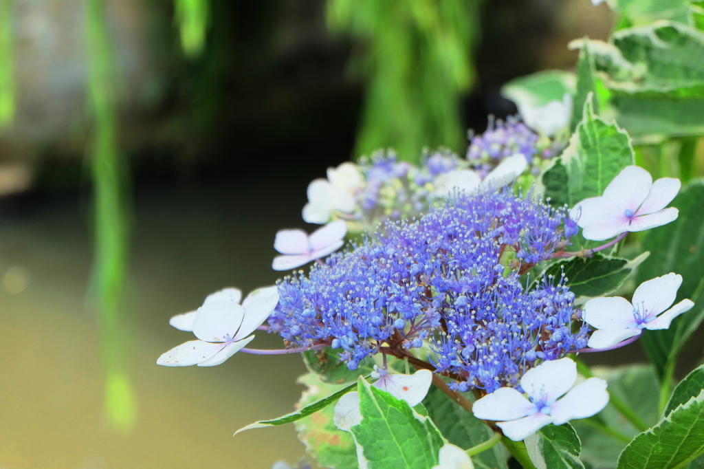 Riverside hydrangea