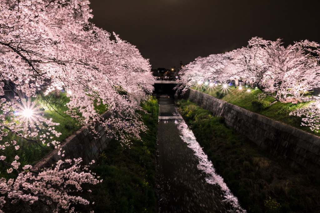 桜の花びら散るたびに 