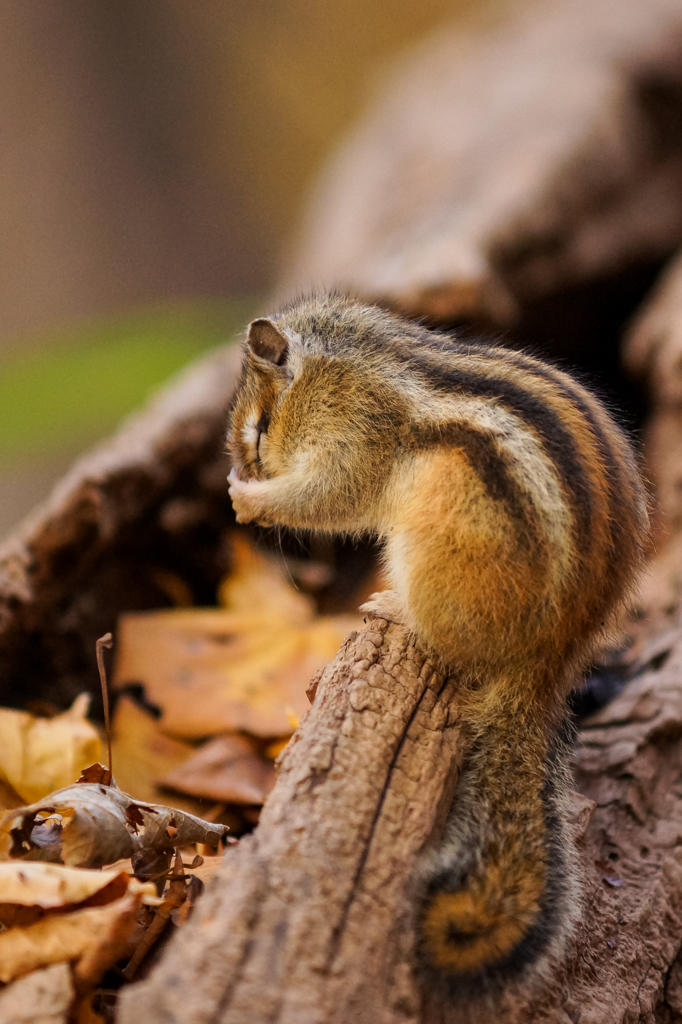 悩めるシマリス