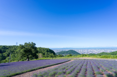 紫色の絨毯から望む札幌市街