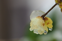 雪の朝