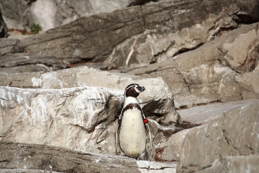 フンボルトペンギン