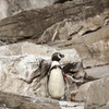 フンボルトペンギン