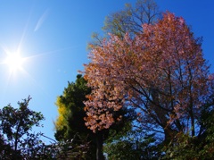 枯れゆく桜