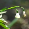 すのーふれーく