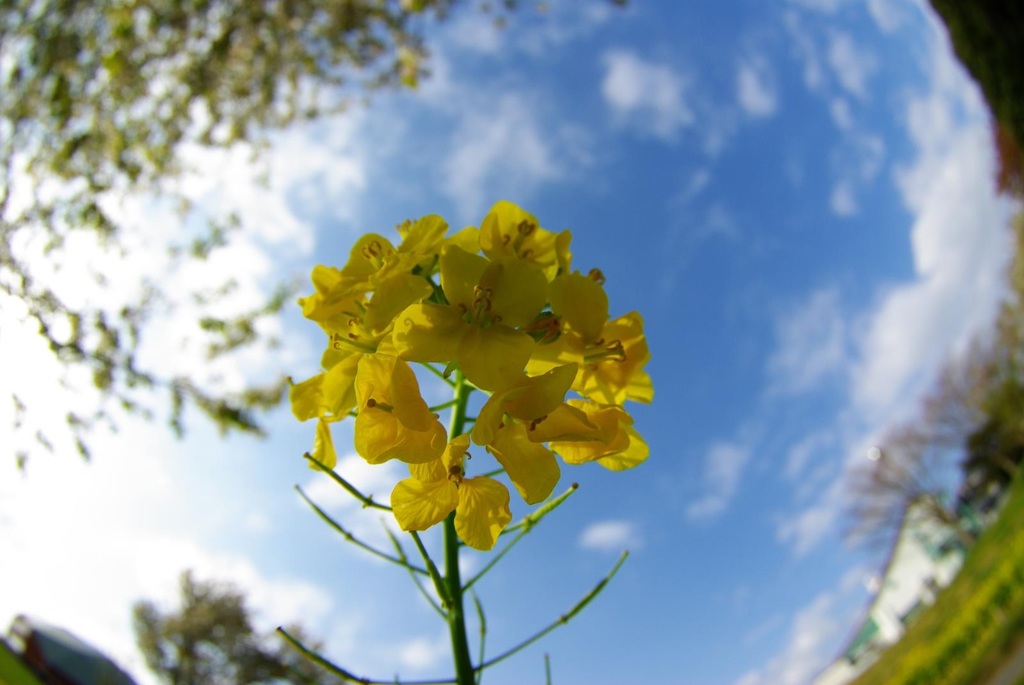 菜の花を持ってみた…