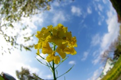 菜の花を持ってみた…