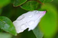 あの花の名前は……。