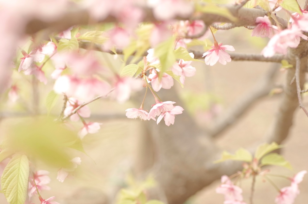 桜咲いてるかな？