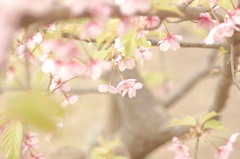 桜咲いてるかな？