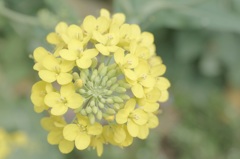 上から菜の花