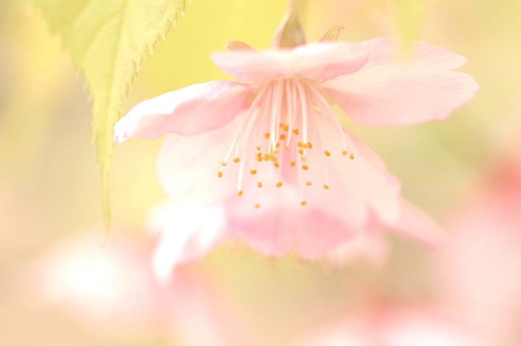 ふわり☆