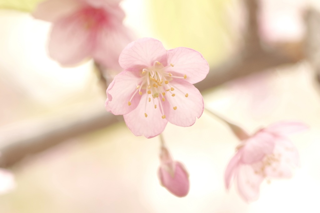 かわづ・かわい