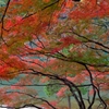 色づき色づけ