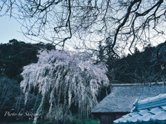 高麗家の枝垂れ桜